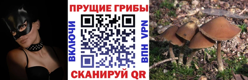 наркота  Челябинск  Псилоцибиновые грибы ЛСД 